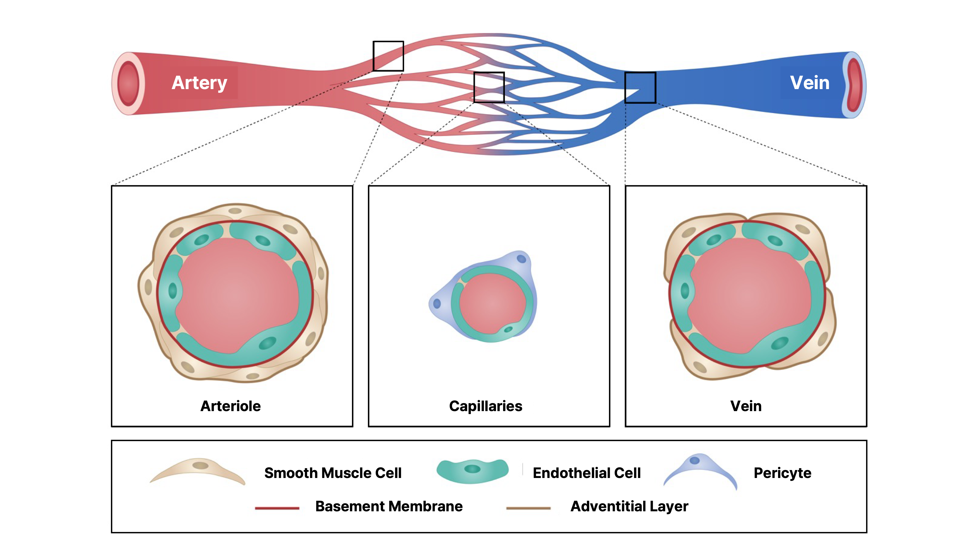 Why Microvessels Matter