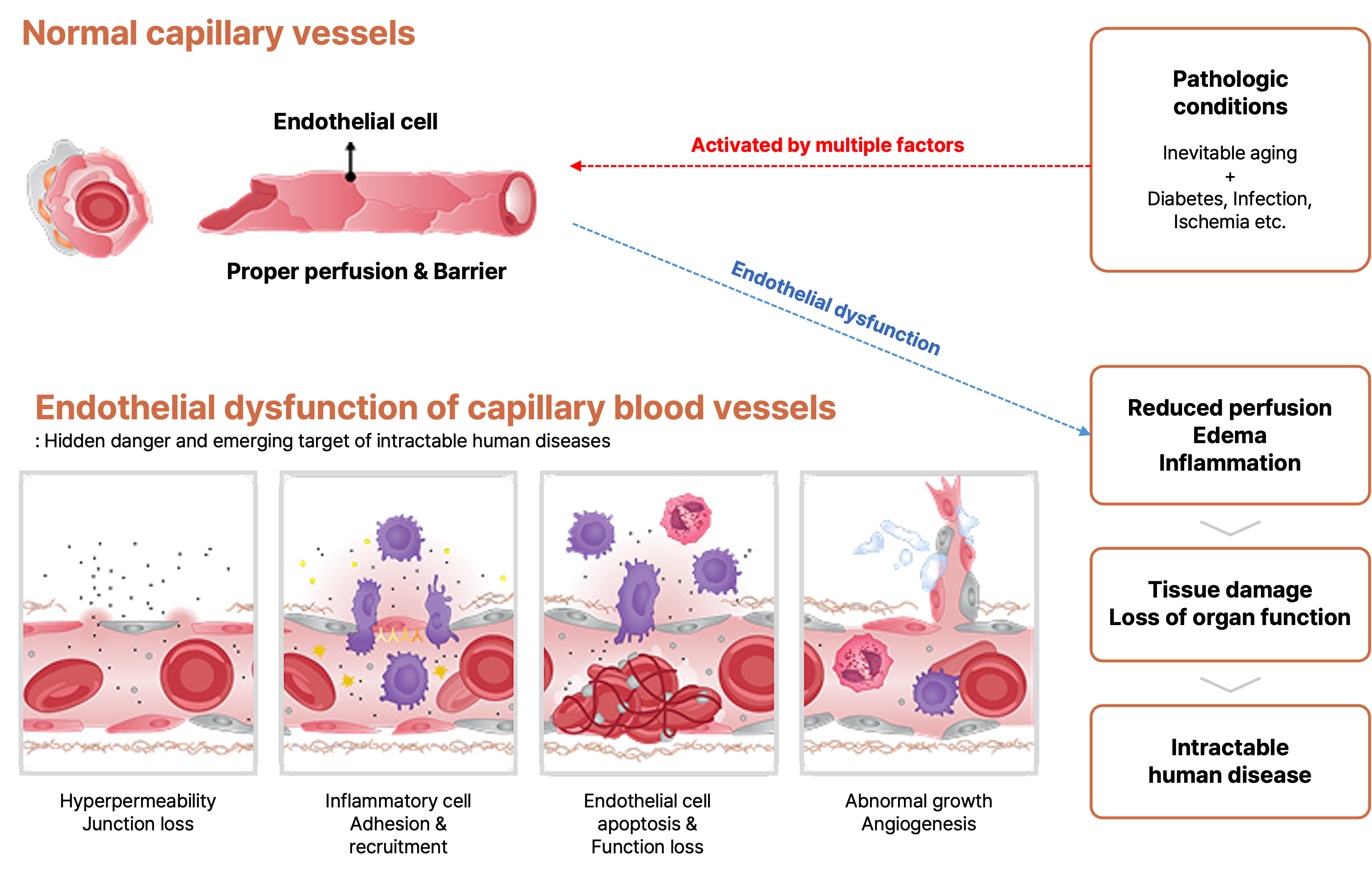 What Drives Endothelial Dysfunction