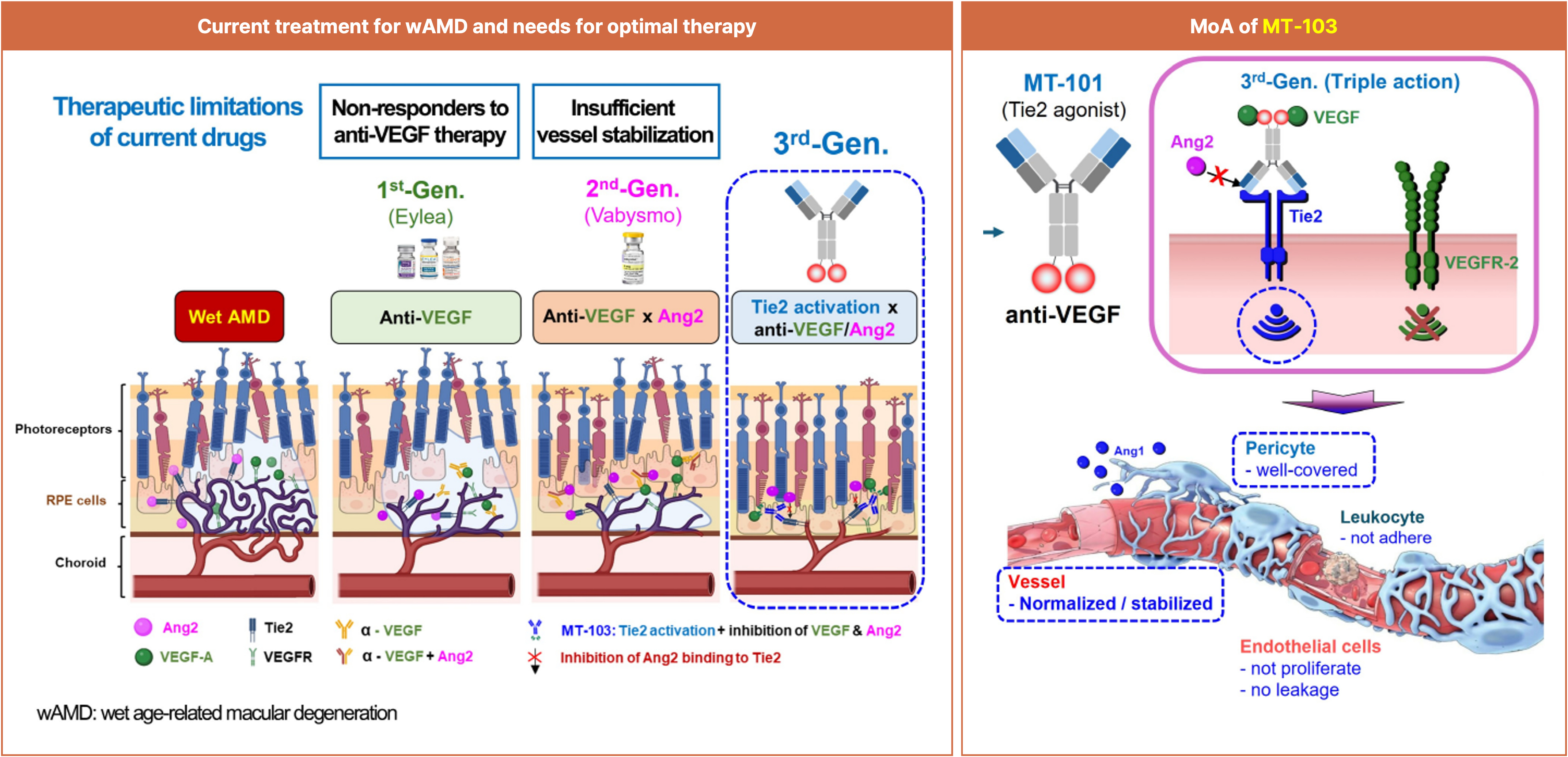 MT-103, Tie2 x VEGF bispecific Ab, for treating wAMD