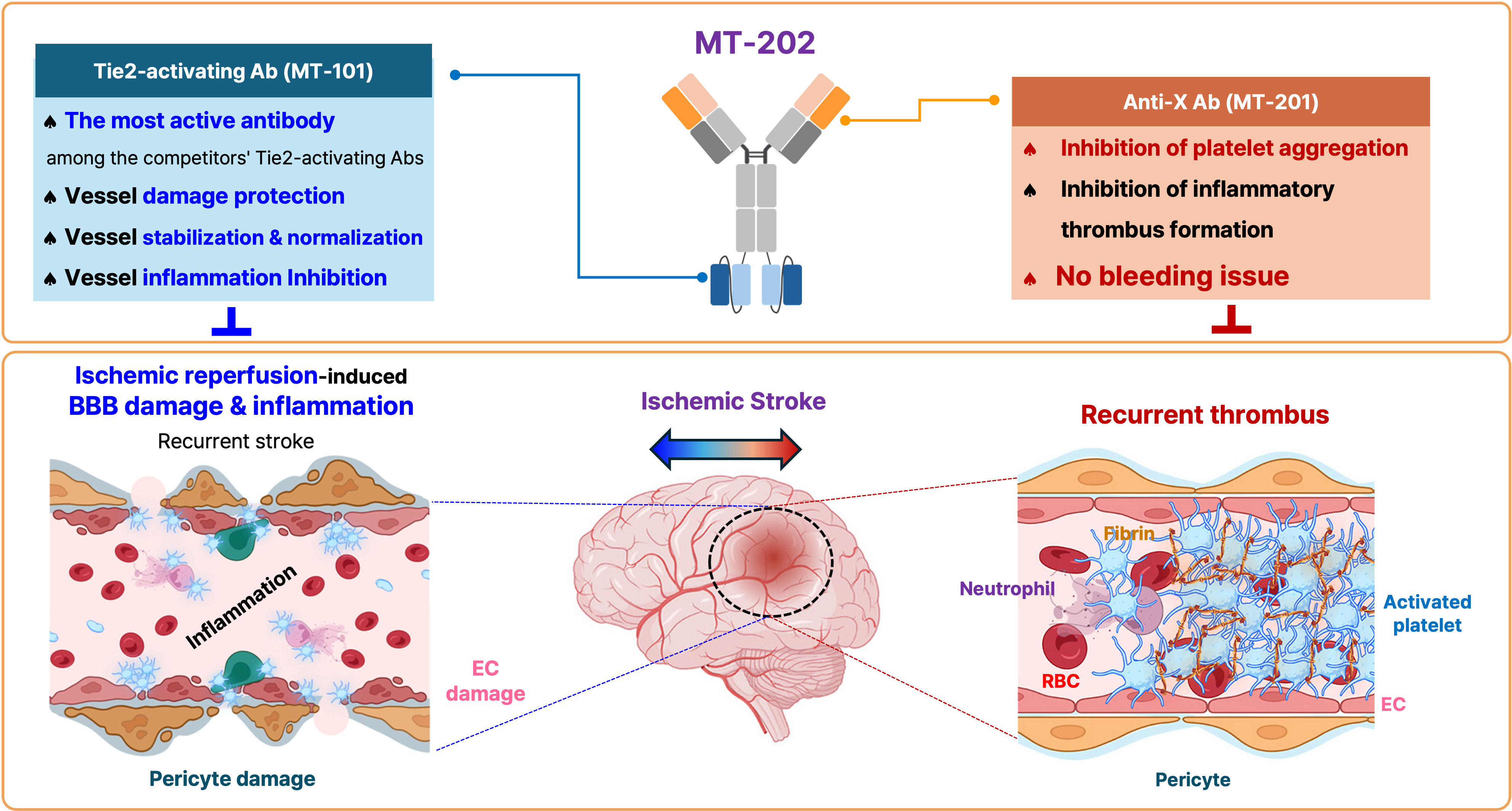 MT-202, a novel bispecific Ab, for treating ischemic stroke
